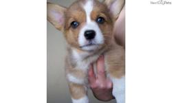 Price: $850
www.huntervalefarm.com Family raised in our home Welsh Corgi puppies. Tris and reds, females and males, all shots and deworming, upstate NY near Binghamton, Cornell University and Ithaca. Parents and Grandparents on premises. Raised with