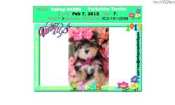 Price: $1150
Gorgeous Female Yorkie VaPup 04595 is a female. She is 2 lbs & Mom is 5 lbs & Dad is 6 lbs Any questions please call or email us. Visit us online at to see more cute puppies http://vanitypups.com Also click onto this link to see more cute
