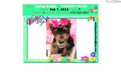 Price: $1150
Gorgeous Female Yorkie VaPup 04596 is a female. She is 2 lbs & Mom is 5 lbs & Dad is 6 lbs Any questions please call or email us. Visit us online at to see more cute puppies http://vanitypups.com Also click onto this link to see more cute