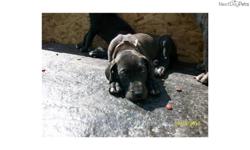 Price: $400
This advertiser is not a subscribing member and asks that you upgrade to view the complete puppy profile for this Great Dane, and to view contact information for the advertiser. Upgrade today to receive unlimited access to NextDayPets.com.