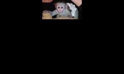 Price: $400
These lovely Capuchin,marmoset and squirrel monkeys are raised in our home with kids and cats.Feel free to email us at melissawright777@gmail.com
Source: