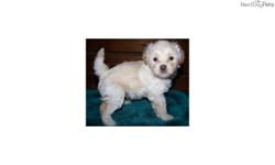 Price: $800
This advertiser is not a subscribing member and asks that you upgrade to view the complete puppy profile for this Lowchen, and to view contact information for the advertiser. Upgrade today to receive unlimited access to NextDayPets.com. Your