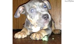 Price: $1400
This advertiser is not a subscribing member and asks that you upgrade to view the complete puppy profile for this American Bully, and to view contact information for the advertiser. Upgrade today to receive unlimited access to