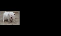 Price: $130
Adorable Male And Female English Bulldog Puppies Ready For A New Home. They Are So Beautiful, And Adorable. They Are AKC Registered And Comes With A Health Guarantee, Vet Check, Up-to-date Shots And Dewormings, Travel Crate, they Loves To
