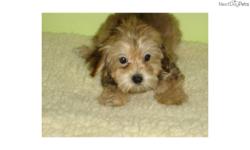 Price: $550
EMPIRE PUPPIES CURRENTLY HAVE FEMALE YORKIE-POO IN STOCK FOR SALE. 8-19 WEEKS OLD. ASKING $550 & UP. GOT SHOTS UTD,DEWORMED. FOR MORE OTHER PUPPIES, PLEASE VISIT OUR WEBSITE AT WWW.EMPIREPUPPIES.NET OR CALL 718-321-1977. WE R LOCATE AT 164-13