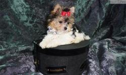 Price: $2500
Chantilly lace is a uber tincy tiny micro puppy that will be 2.5lb - 3lbs as an adult. She so small the XXs dress size swallow her whole. Today is July 31st and Im just putting her ad up as she was not going to leave this house at a young age