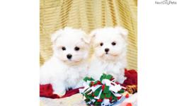 Price: $800
I have a litter of gorgeous, snow white maltese puppies, they are AKC registered, come with all of their shots and worming up to date, and a written health guarantee. I have both males and females available, they will be about 5lbs full grown